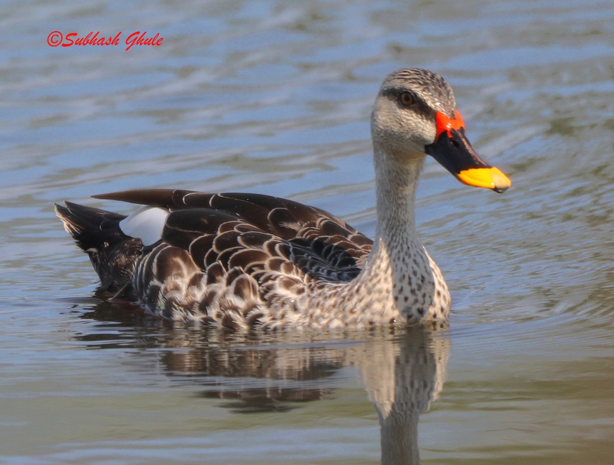 Indian Spot-billed Duck - ML619672157