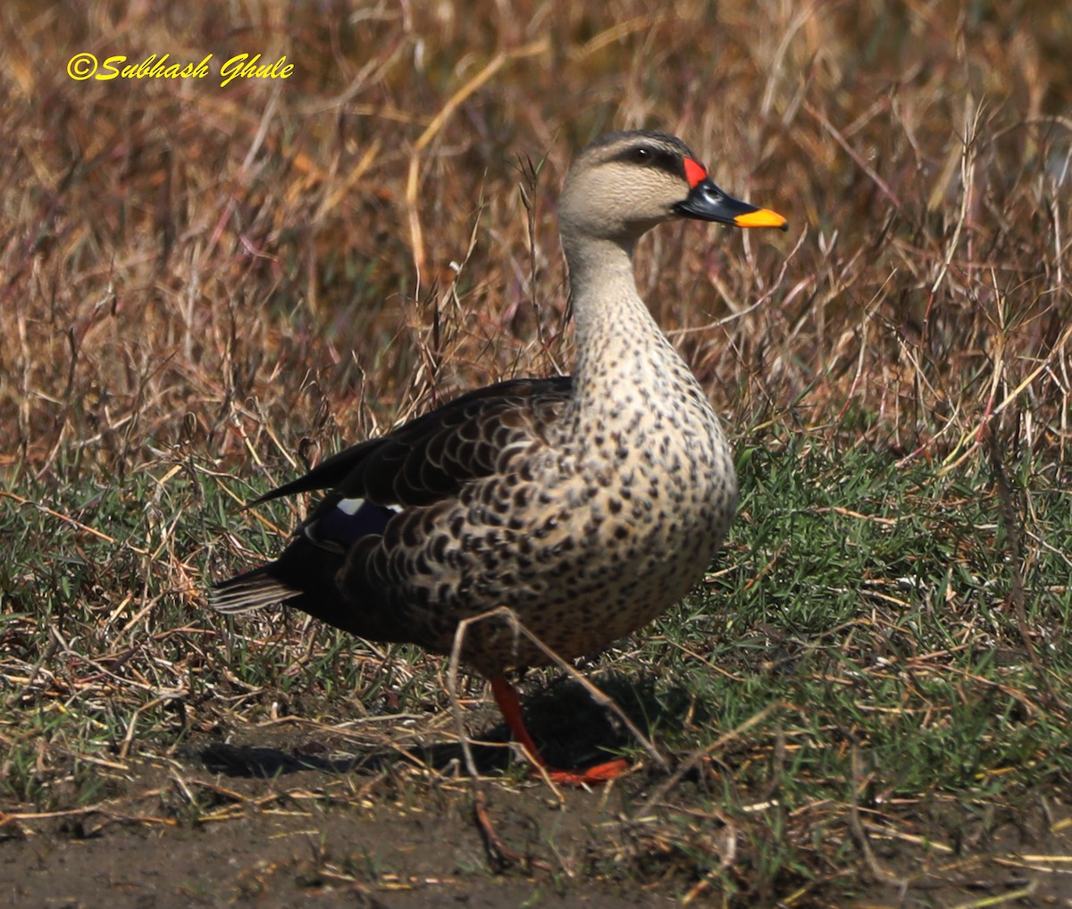 Indian Spot-billed Duck - ML619672158