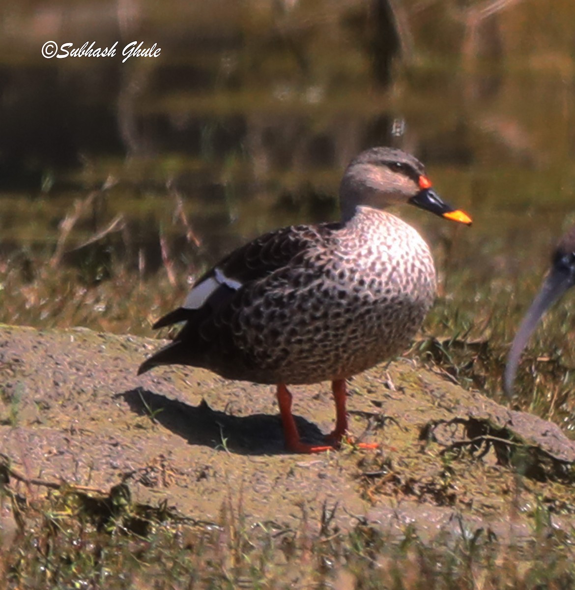 Indian Spot-billed Duck - ML619672159