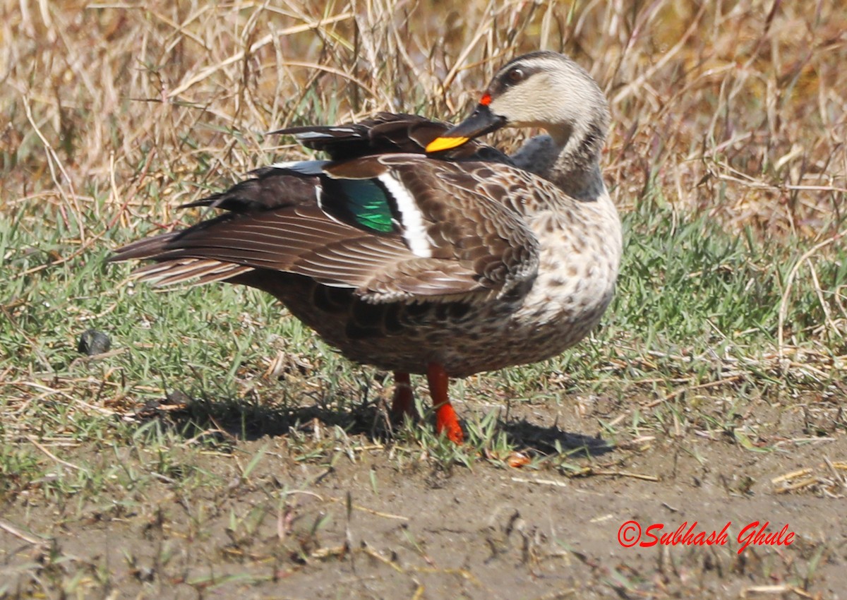 Indian Spot-billed Duck - ML619672160