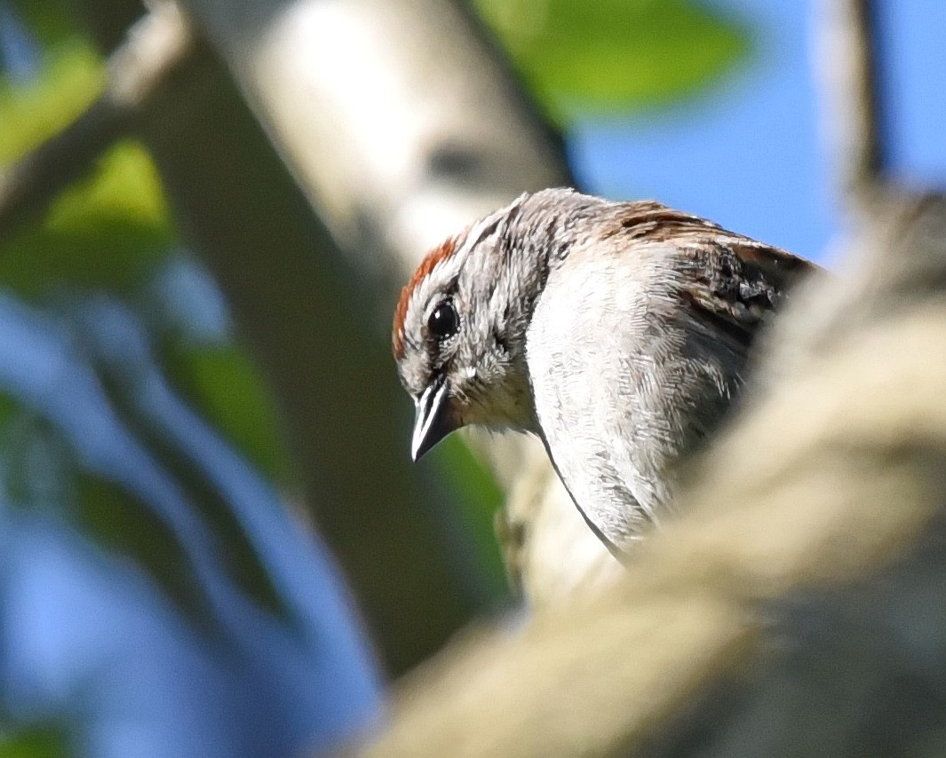 Chipping Sparrow - ML619672184