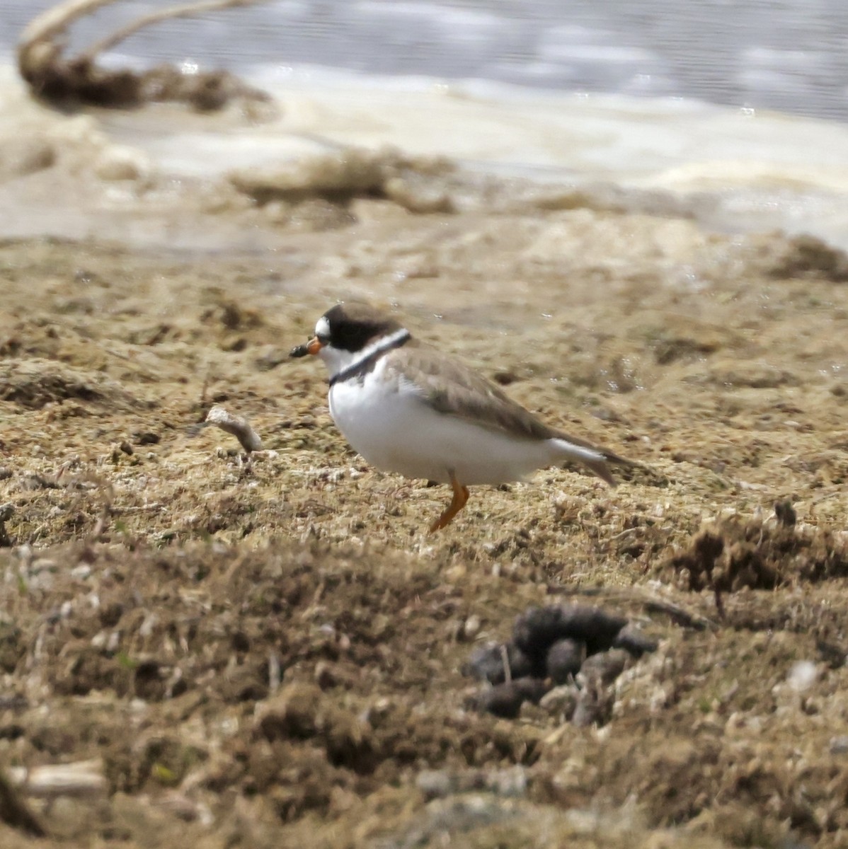 Semipalmated Plover - ML619672253