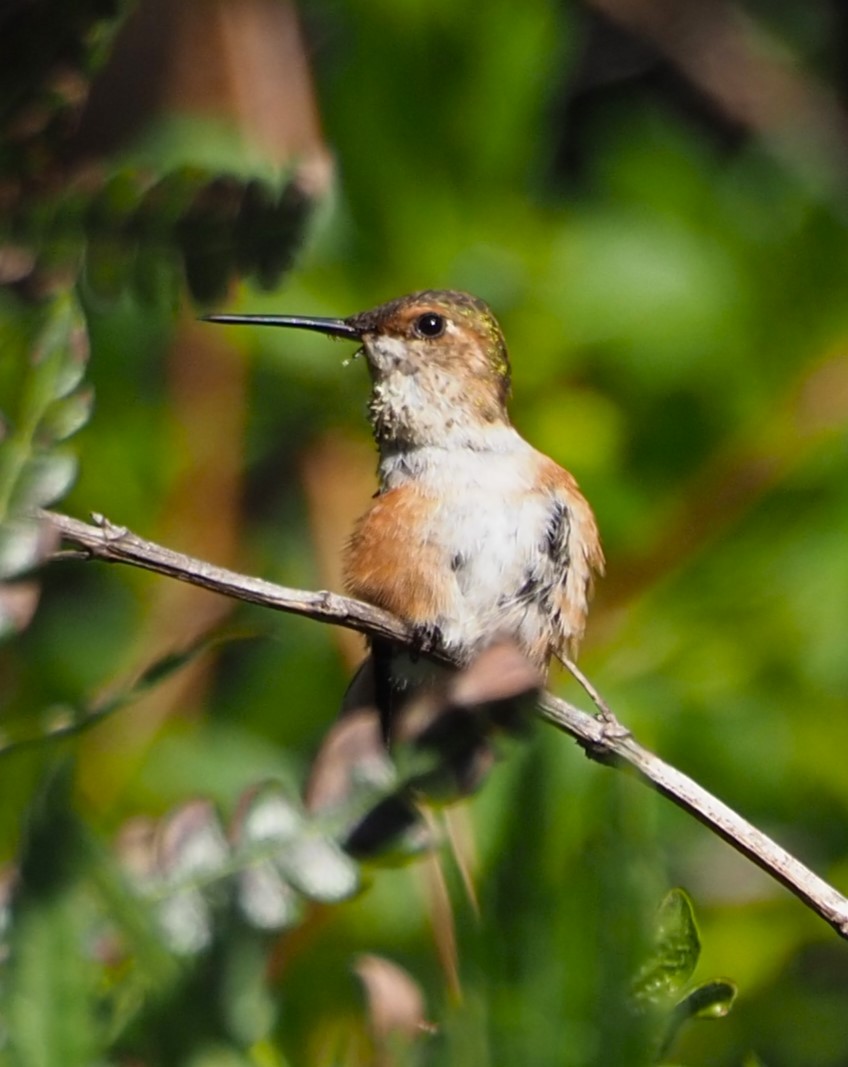 Rufous Hummingbird - ML619672284