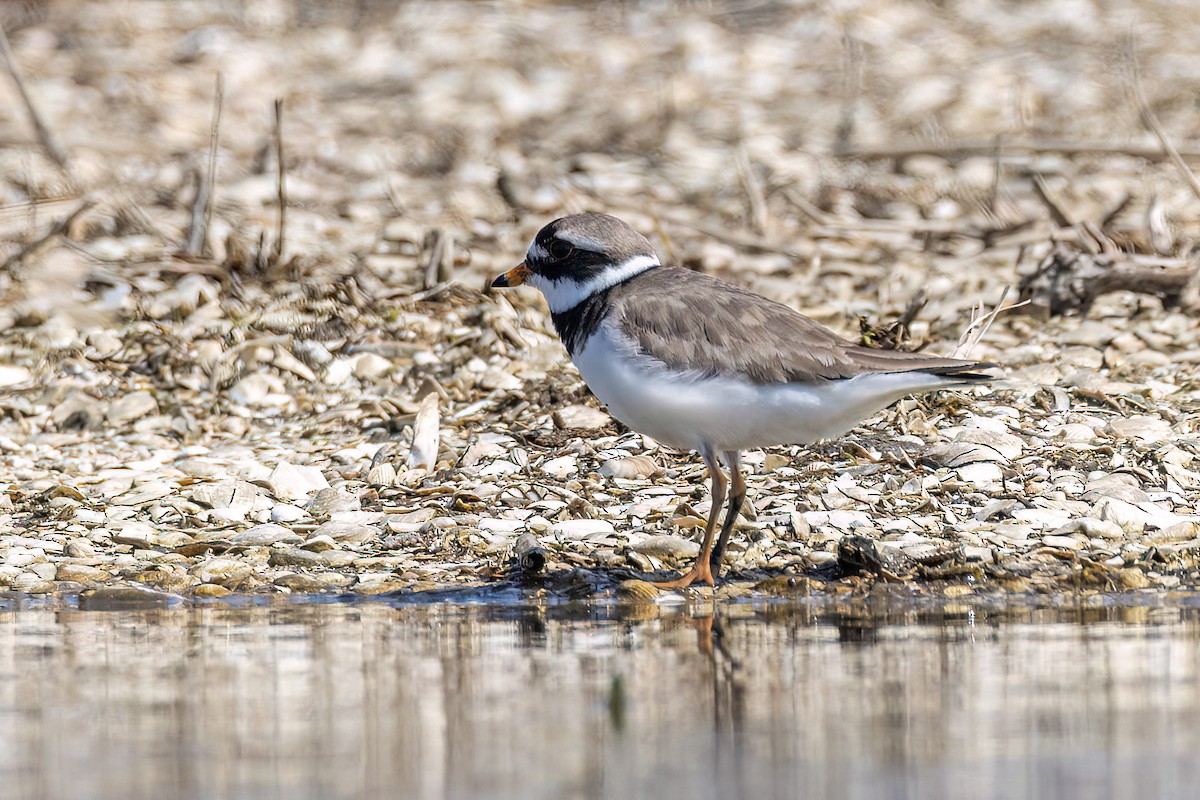 Common Ringed Plover - ML619672297