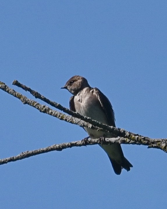 Northern Rough-winged Swallow - ML619672319