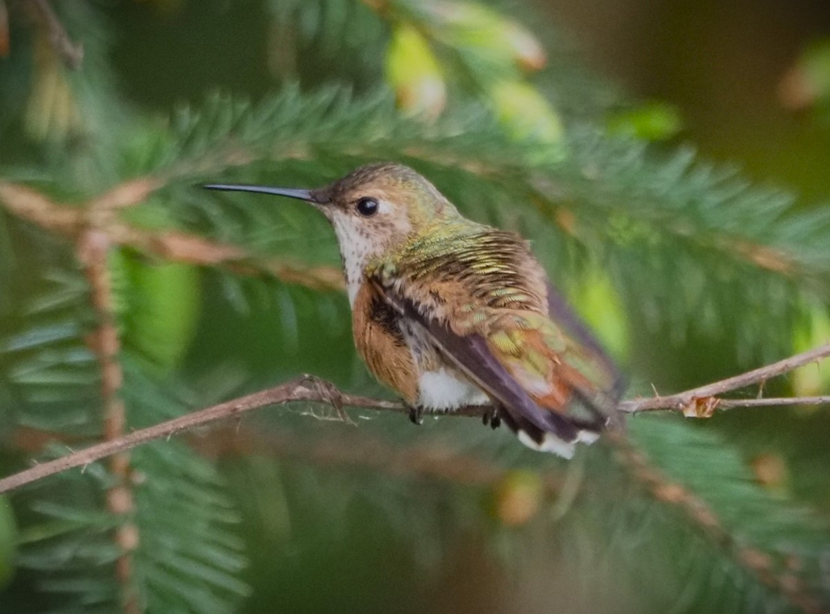 Rufous Hummingbird - ML619672346