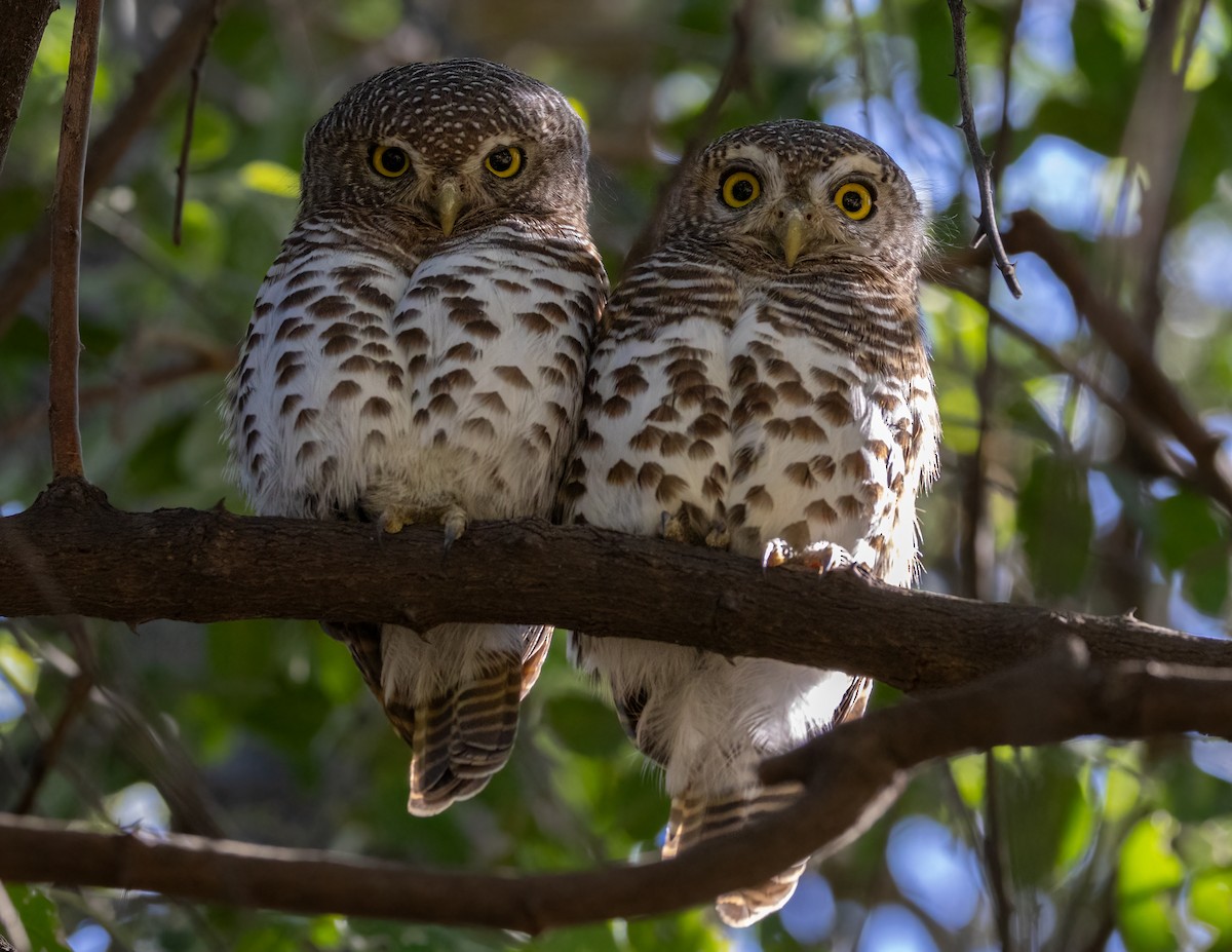 African Barred Owlet - ML619672352