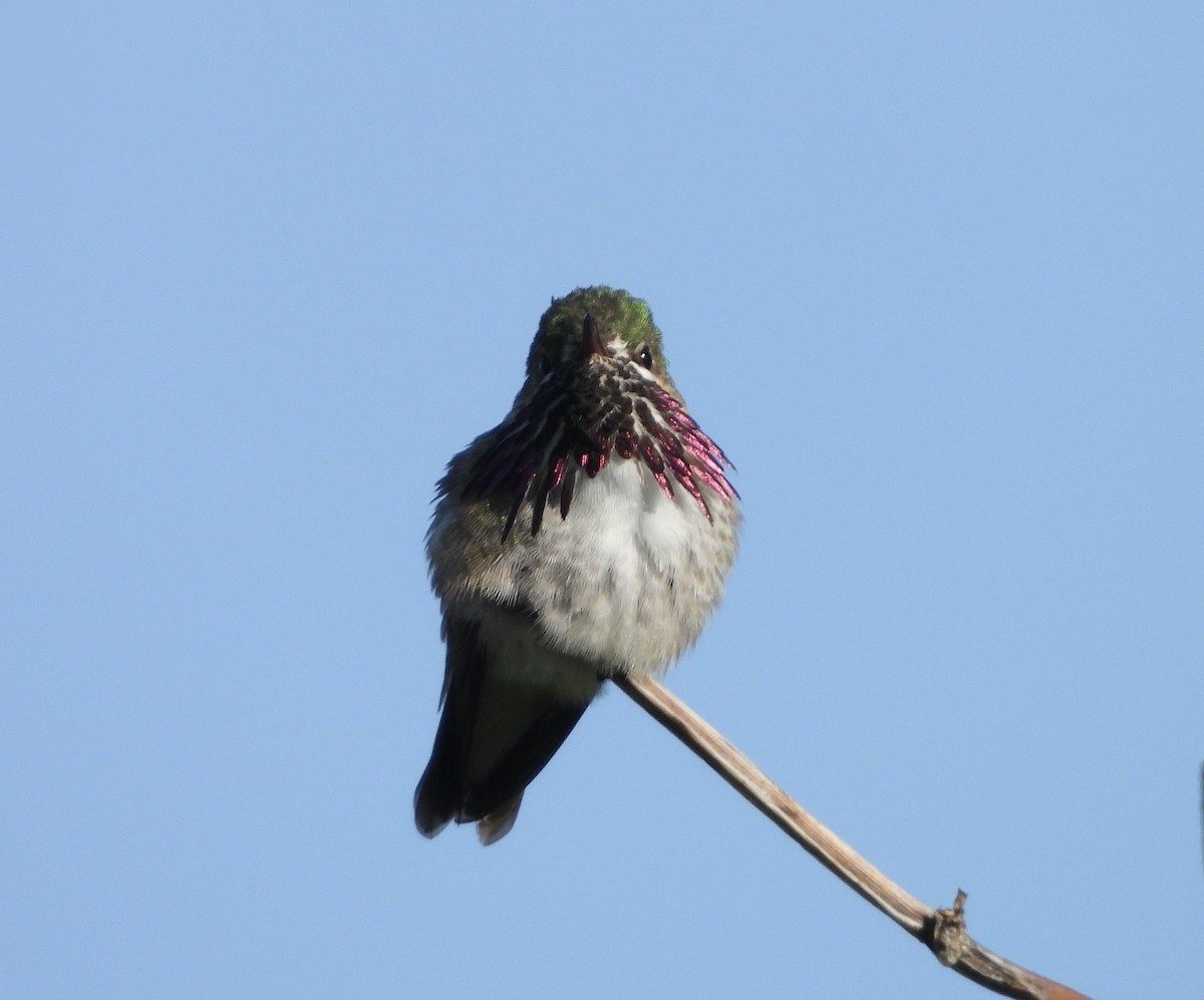 Calliope Hummingbird - ML619672359