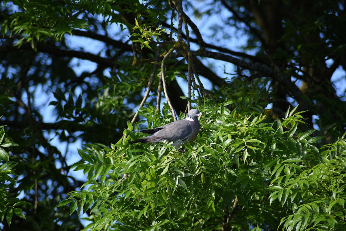 Common Wood-Pigeon - ML619672360