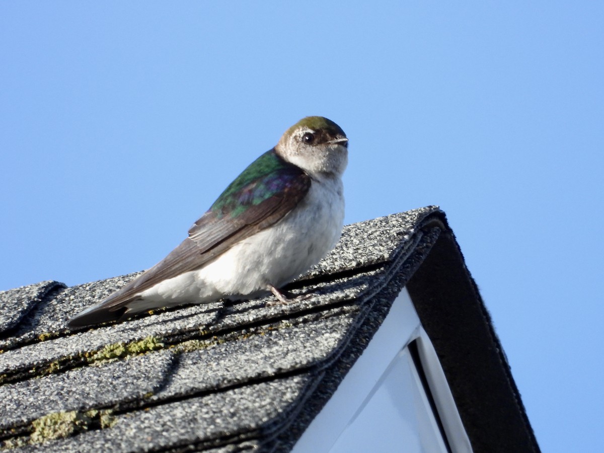 Violet-green Swallow - ML619672364