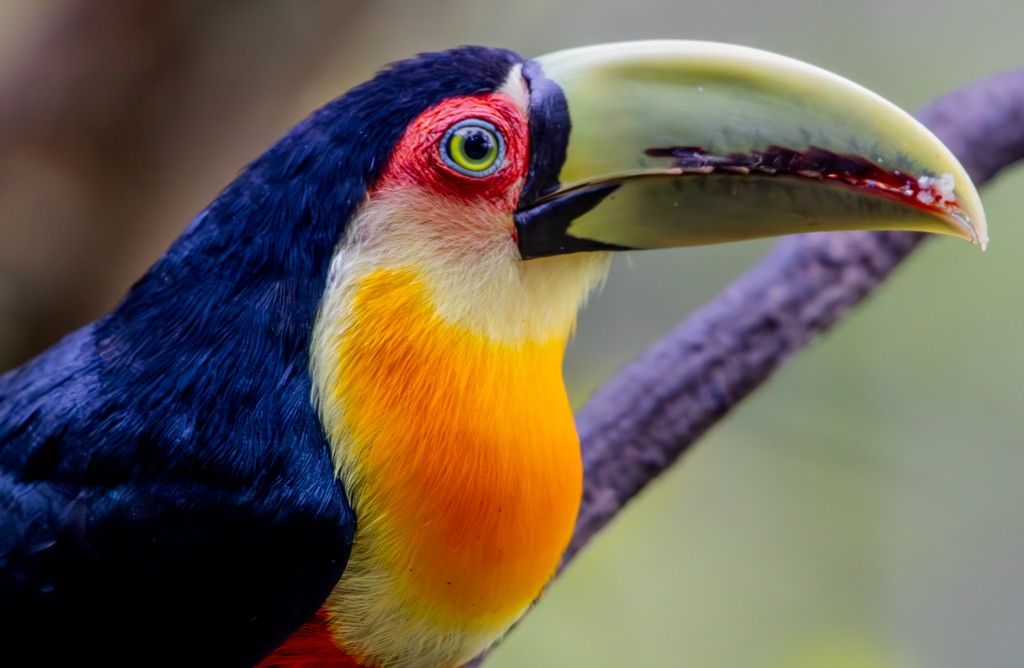 Red-breasted Toucan - ML619672377