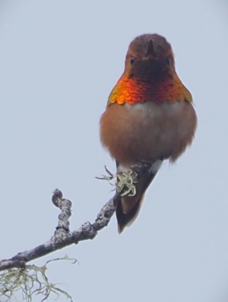 Rufous Hummingbird - ML619672412