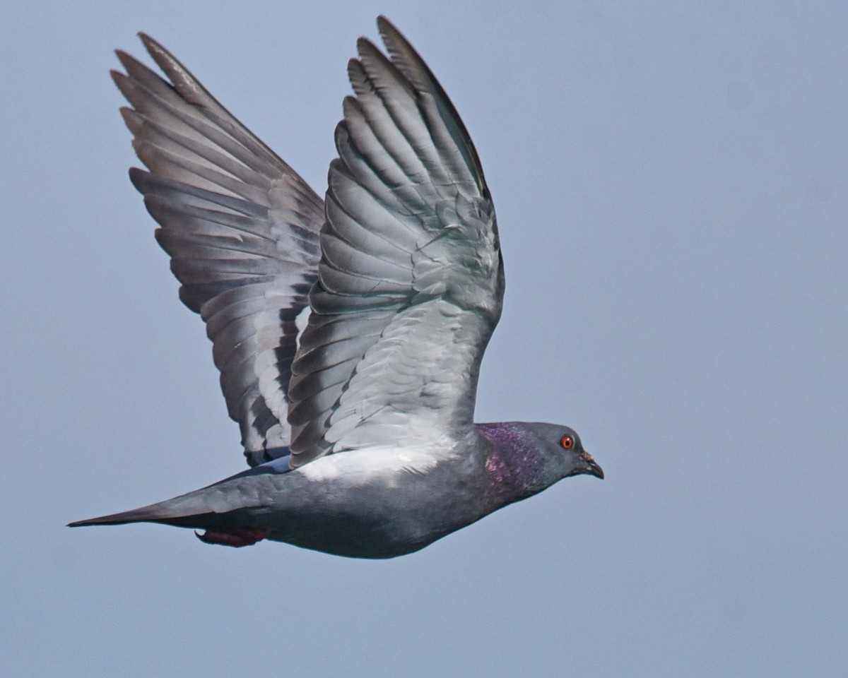 Rock Pigeon (Feral Pigeon) - ML619672429