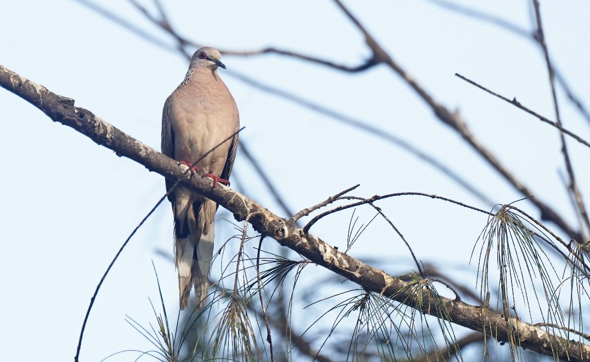 Spotted Dove - ML619672431