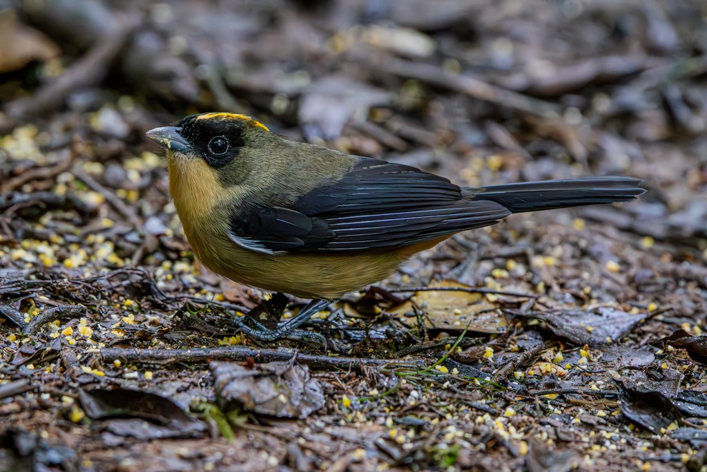 Black-goggled Tanager - ML619672446