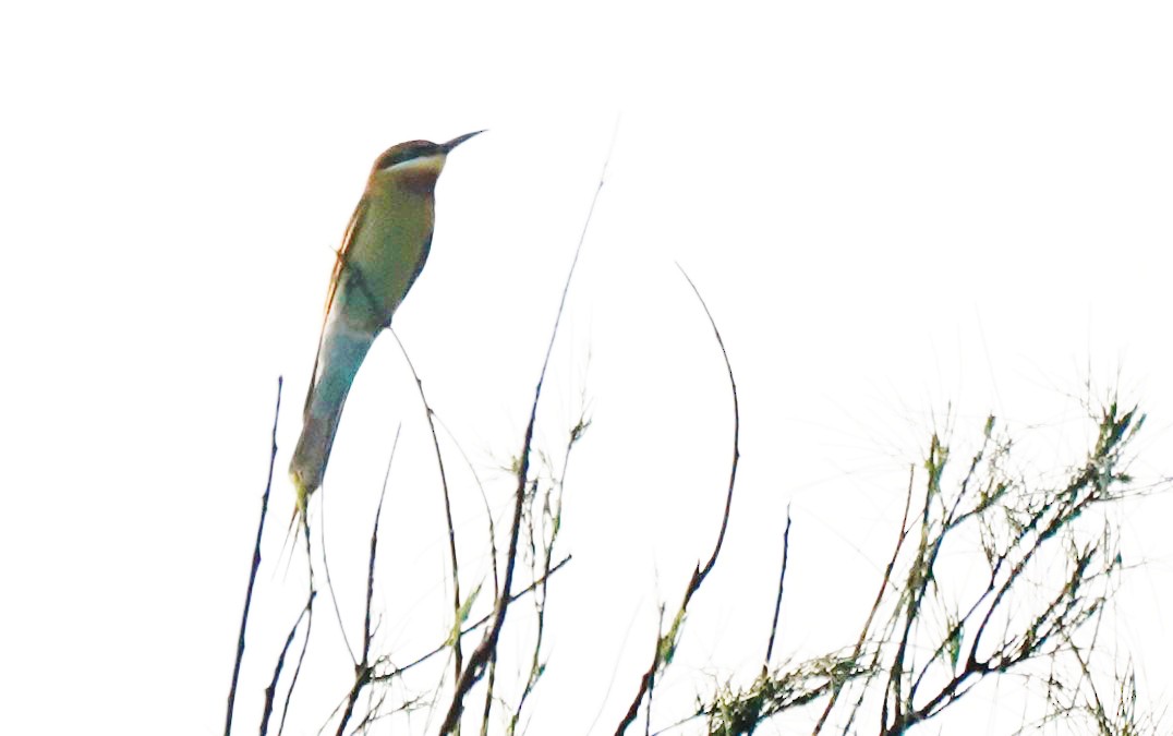 Blue-tailed Bee-eater - ML619672469
