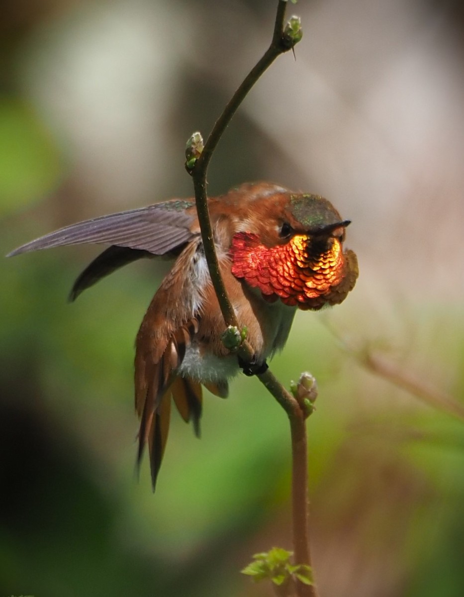 Rufous Hummingbird - ML619672492
