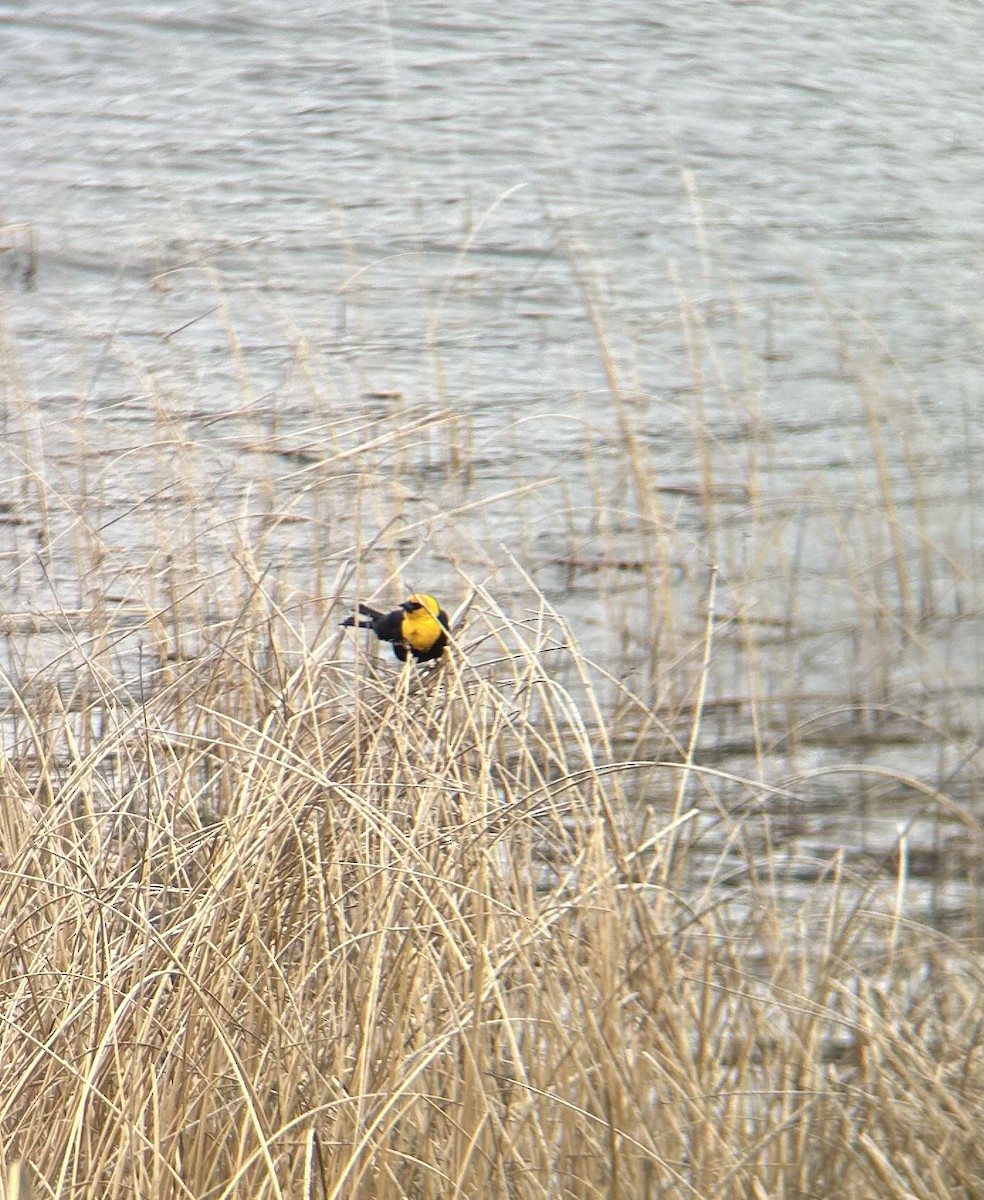 Yellow-headed Blackbird - ML619672508