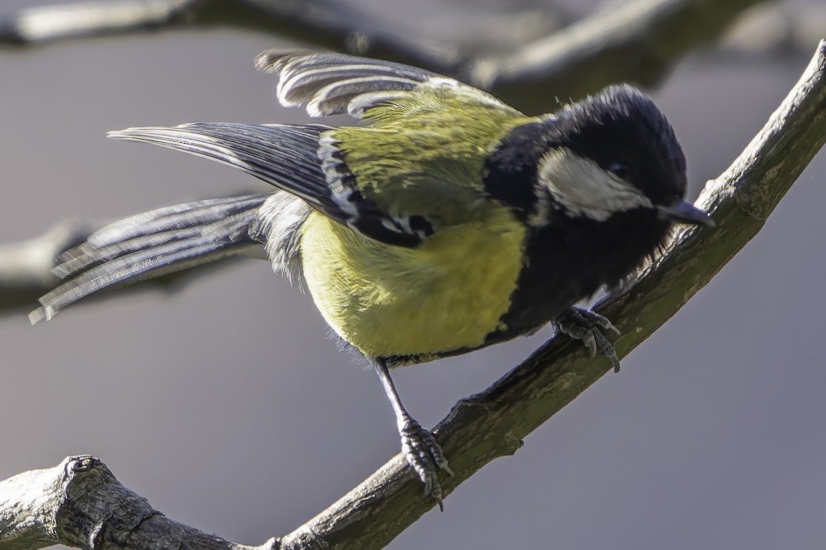 Green-backed Tit - ML619672510