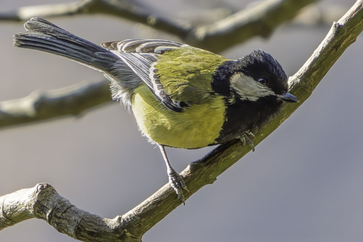 Green-backed Tit - ML619672511