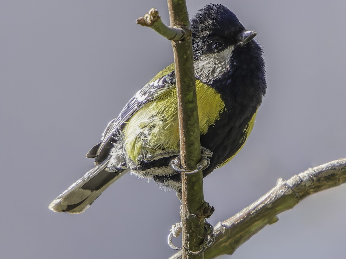Green-backed Tit - ML619672512