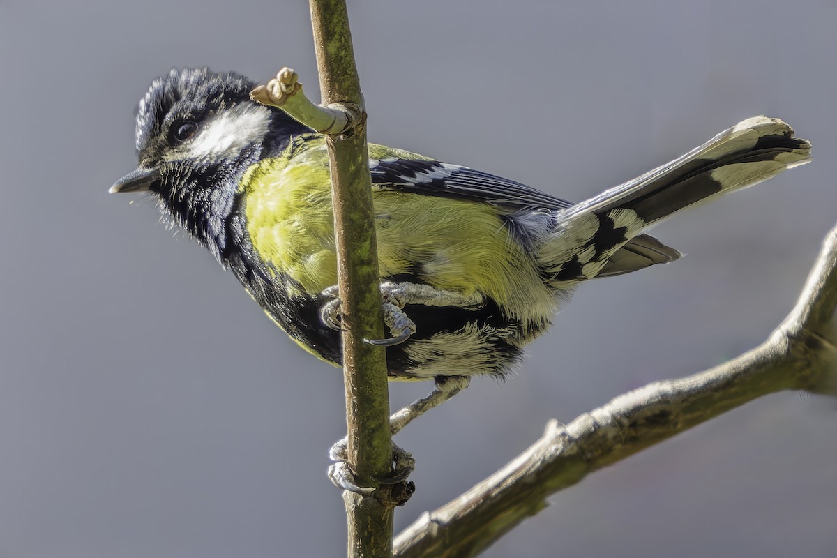 Green-backed Tit - ML619672513