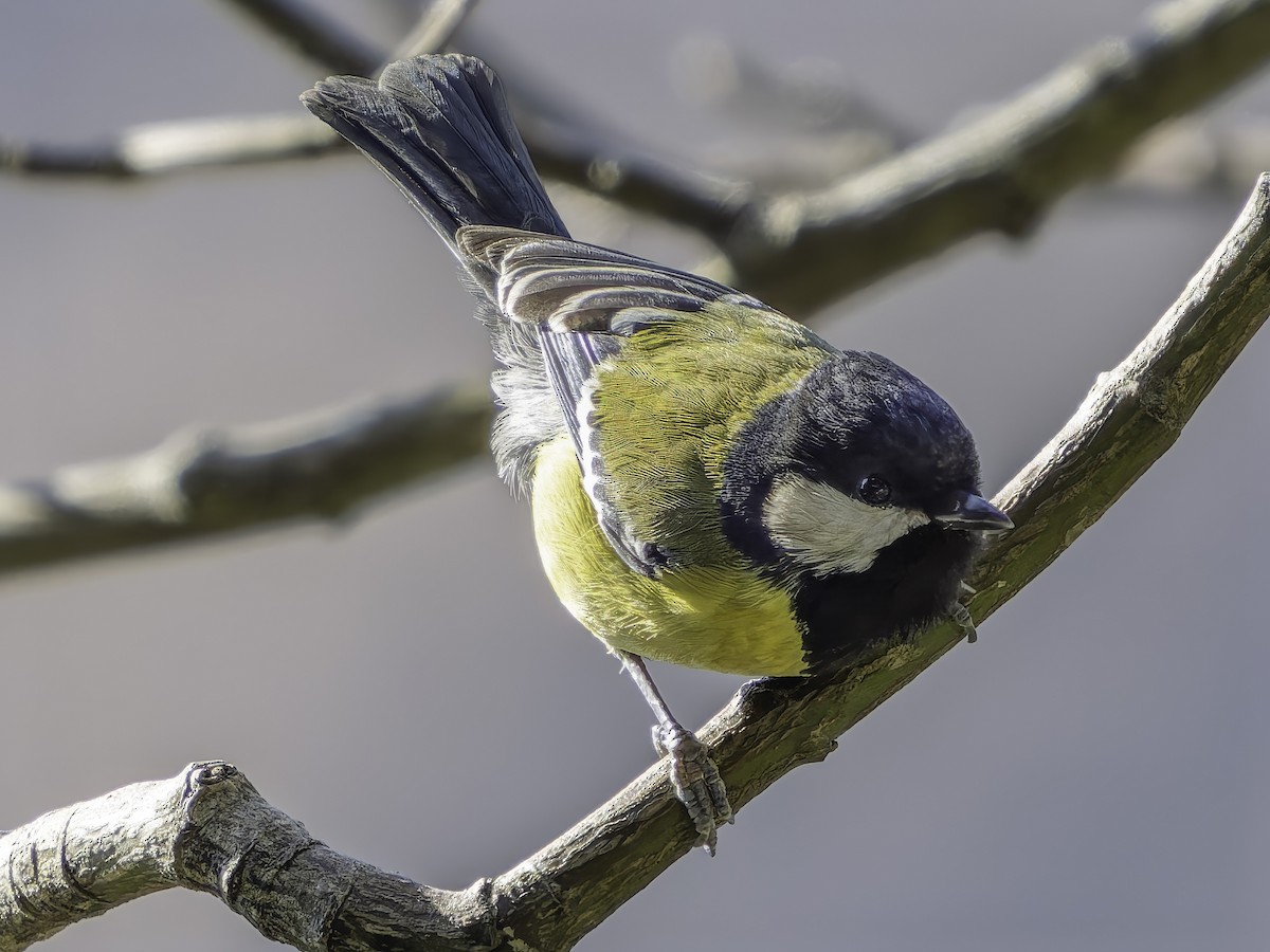 Green-backed Tit - ML619672514