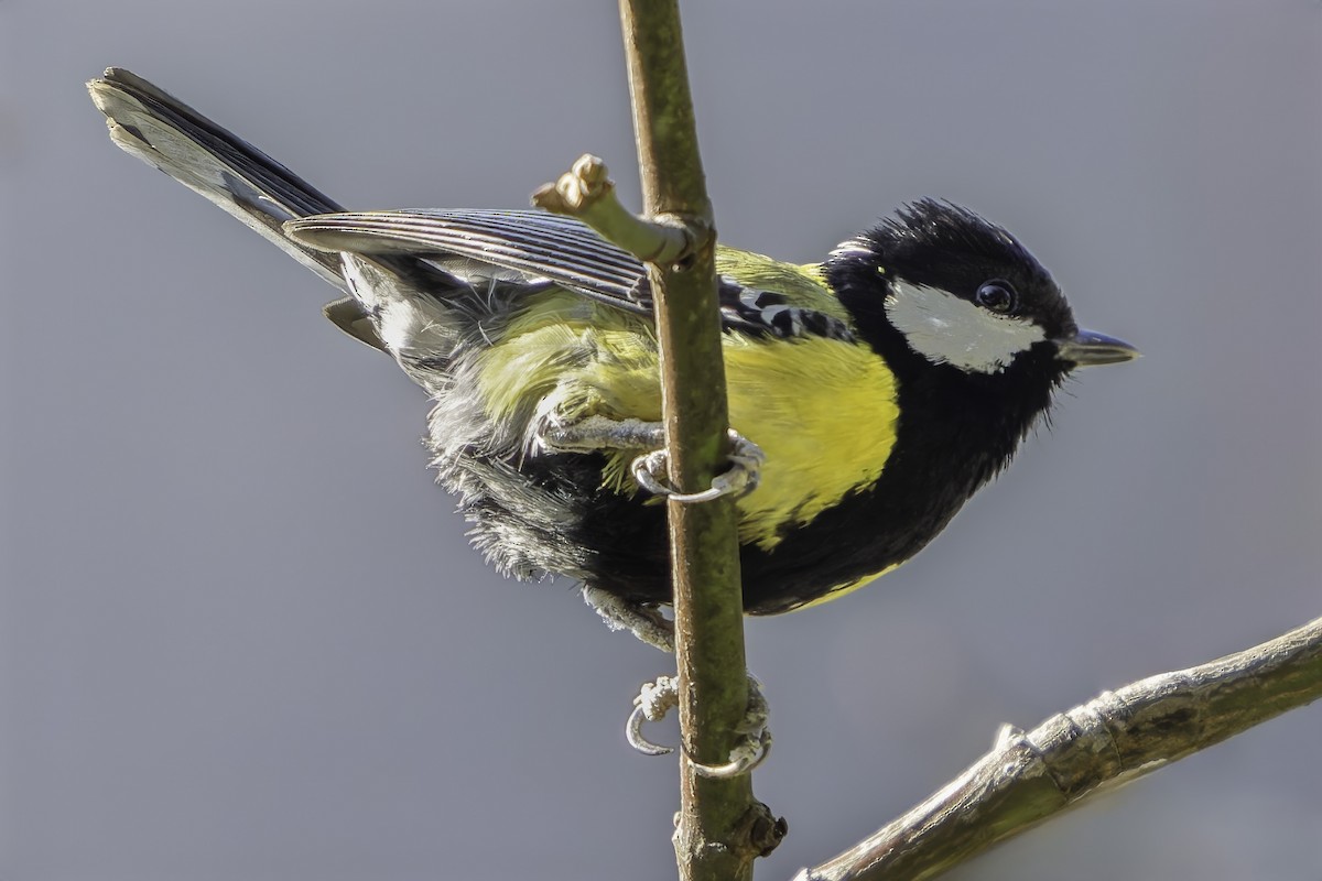 Green-backed Tit - ML619672515