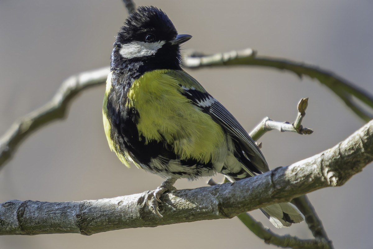 Green-backed Tit - ML619672516