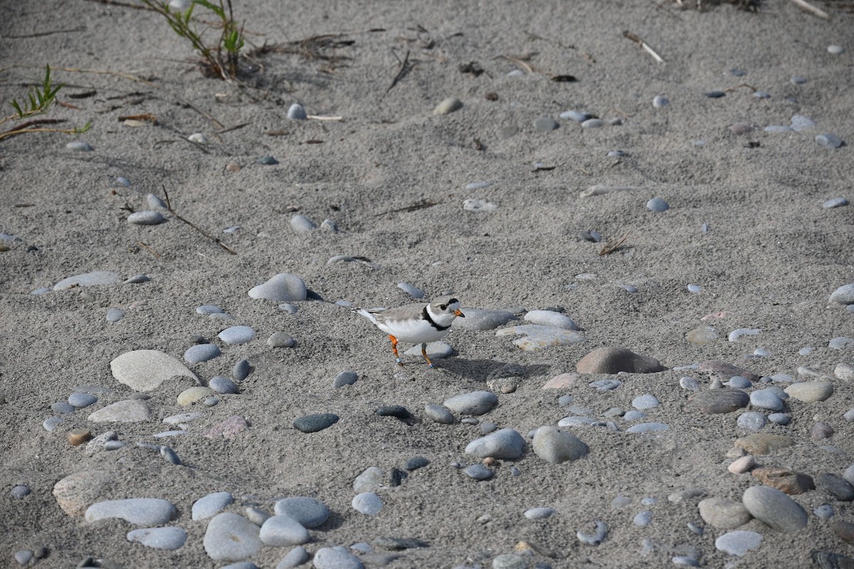 Piping Plover - ML619672522