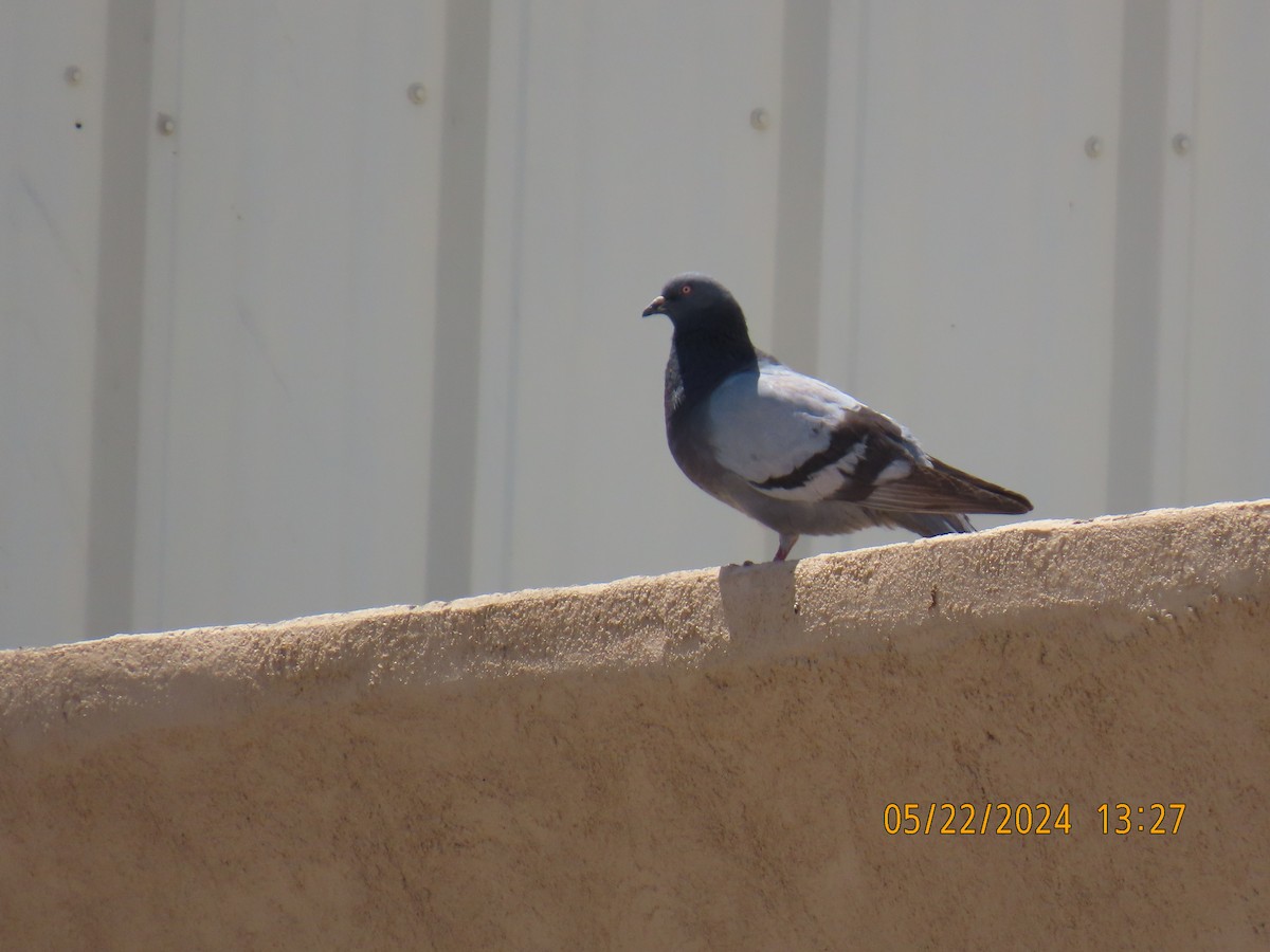Rock Pigeon (Feral Pigeon) - ML619672547