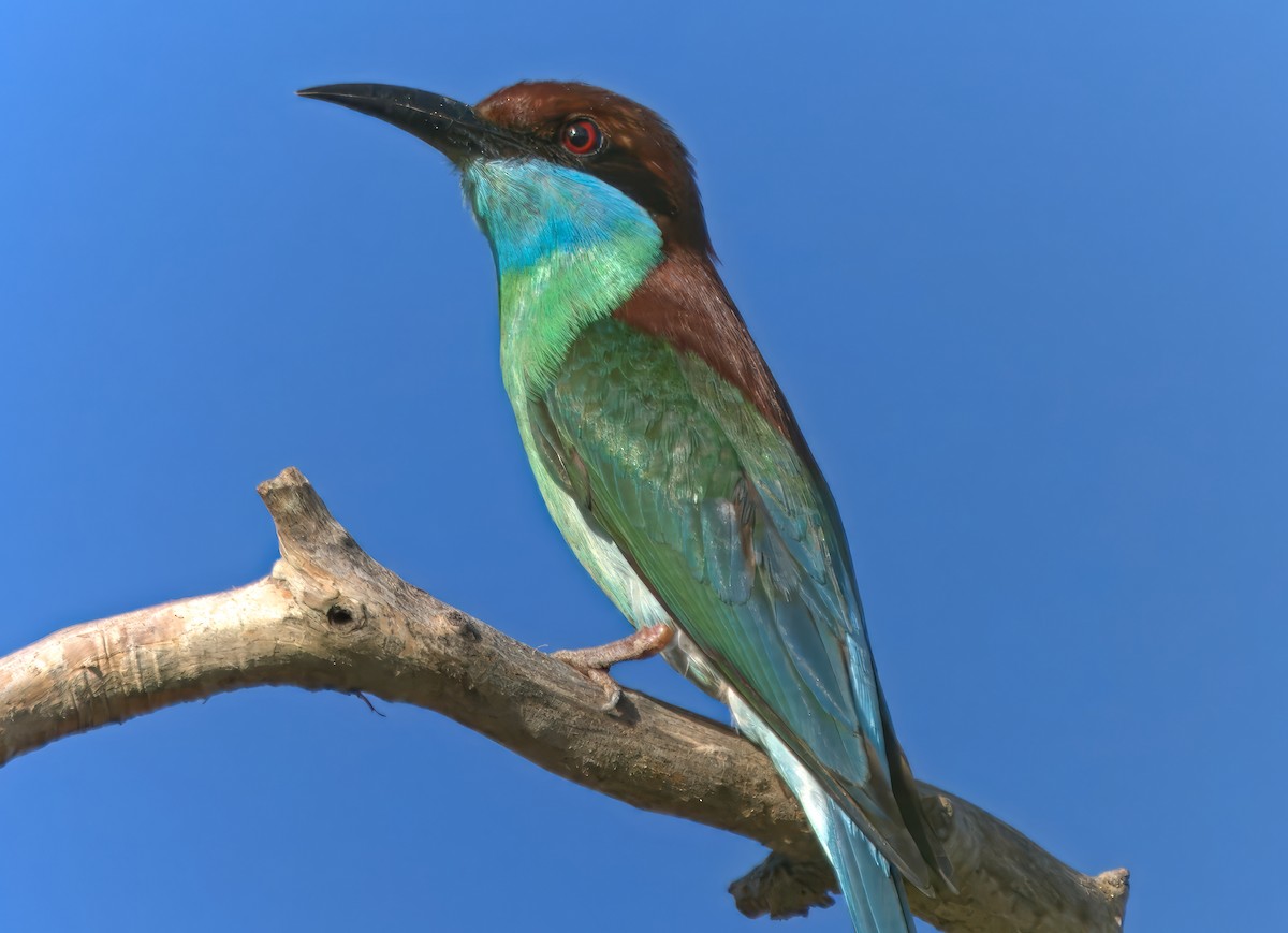 Blue-throated Bee-eater - ML619672563