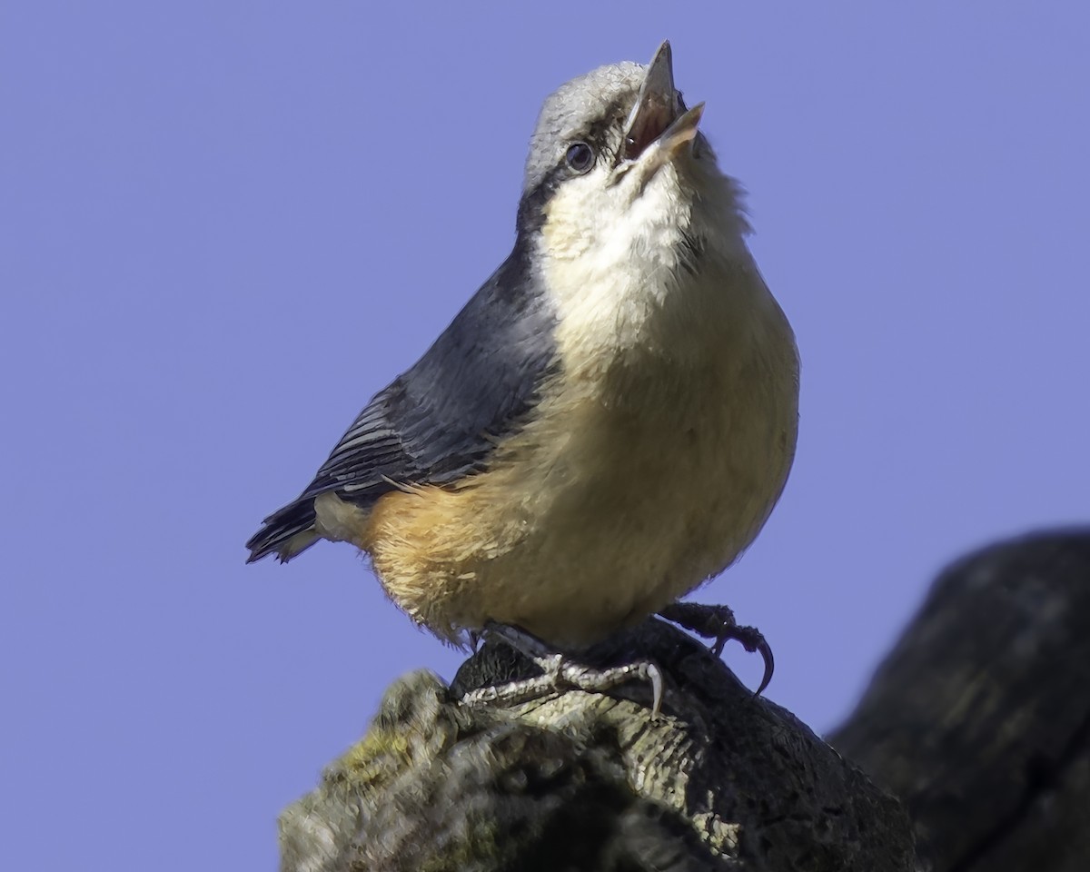 White-tailed Nuthatch - ML619672573