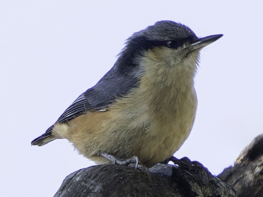 White-tailed Nuthatch - ML619672574
