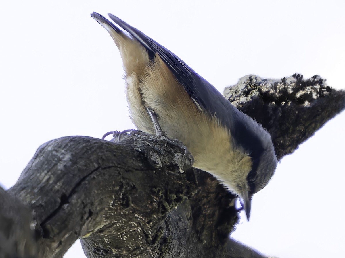 White-tailed Nuthatch - ML619672575