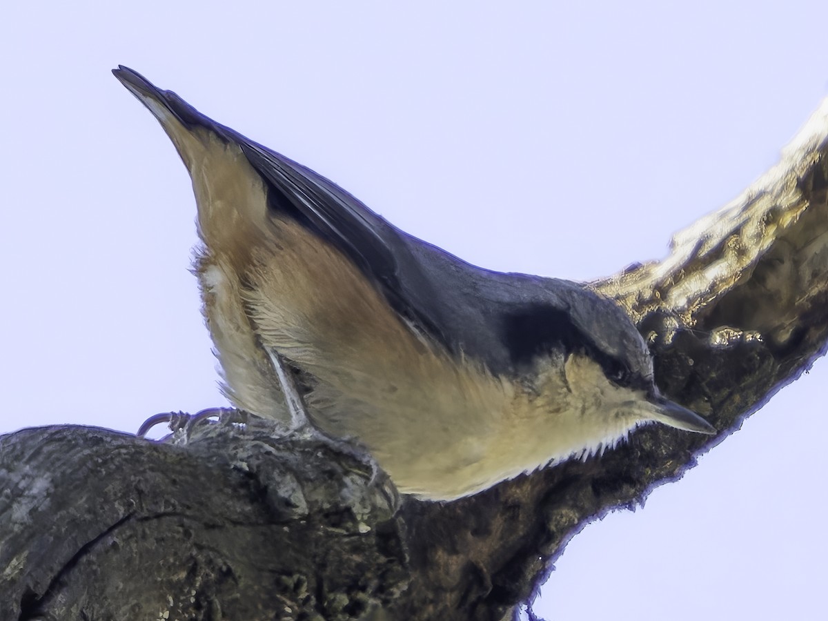 White-tailed Nuthatch - ML619672576