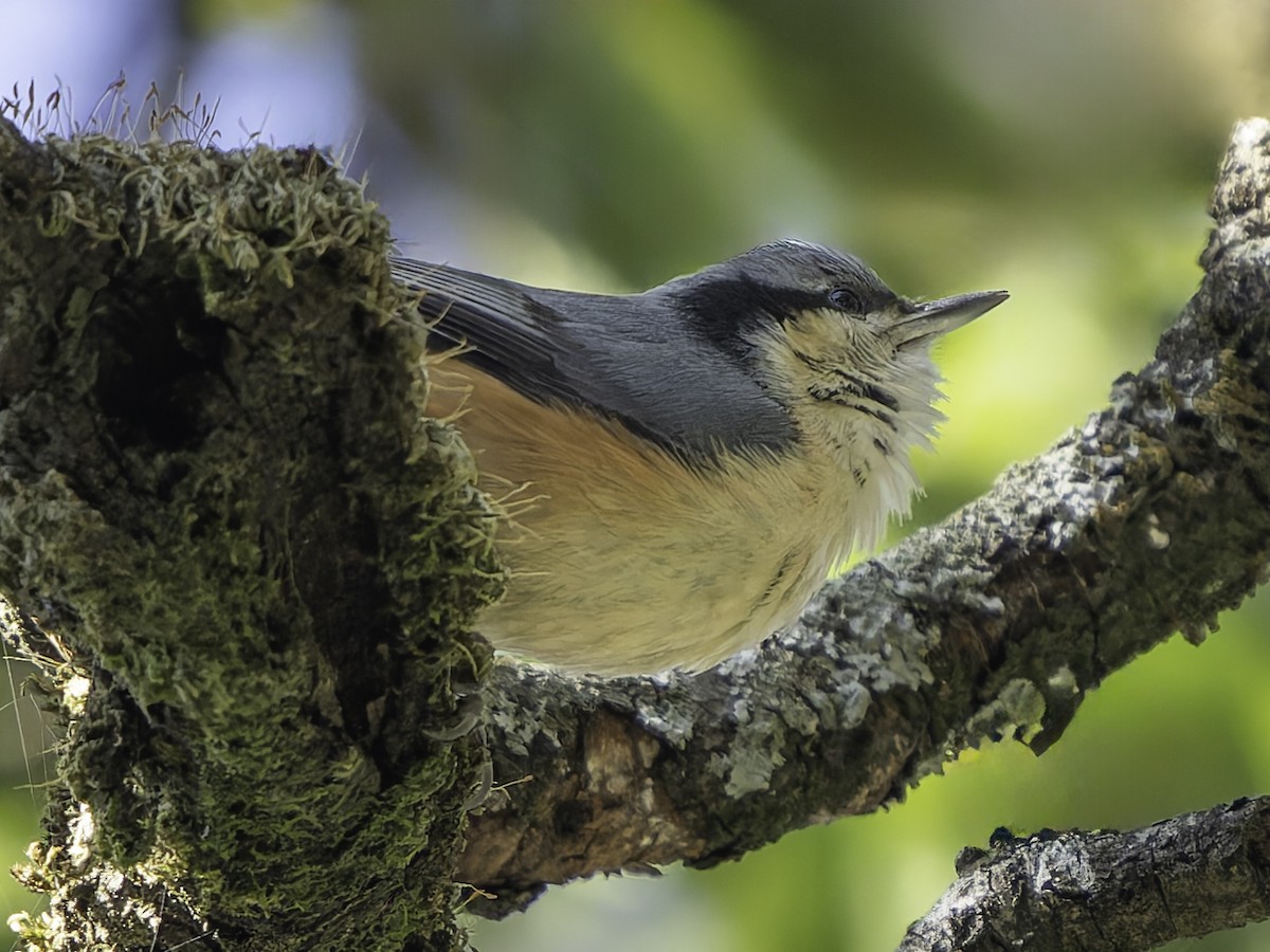 White-tailed Nuthatch - ML619672577