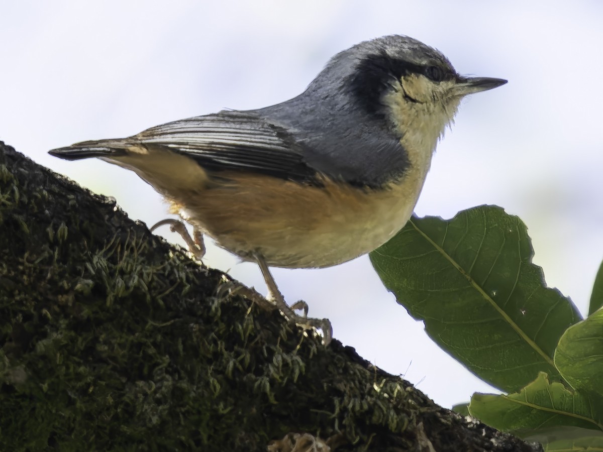White-tailed Nuthatch - ML619672578