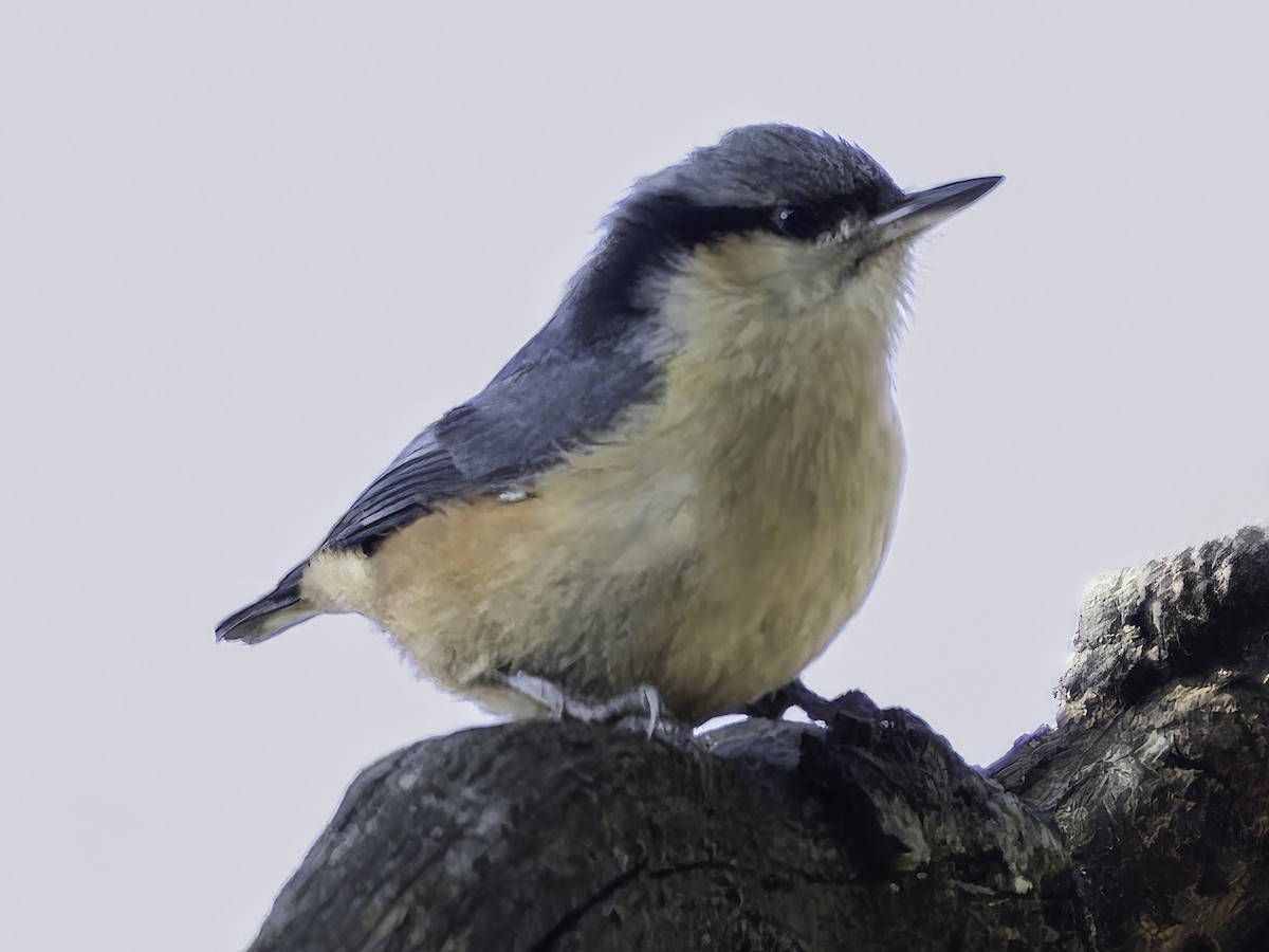White-tailed Nuthatch - ML619672579