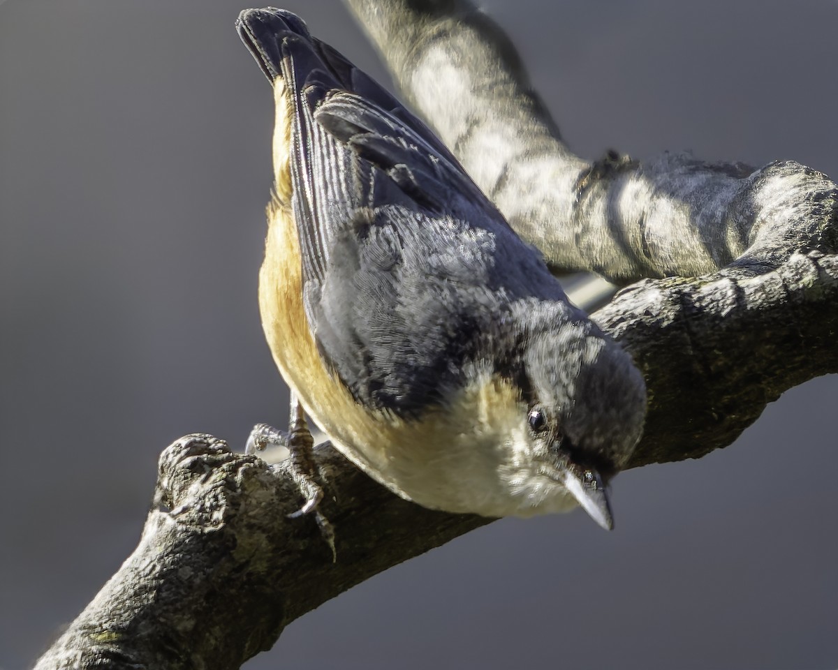 White-tailed Nuthatch - ML619672580