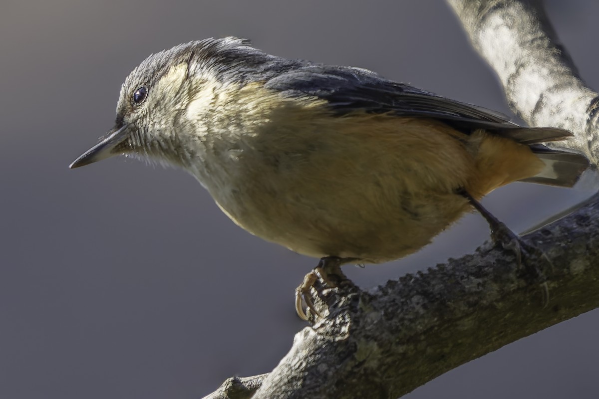 White-tailed Nuthatch - ML619672581