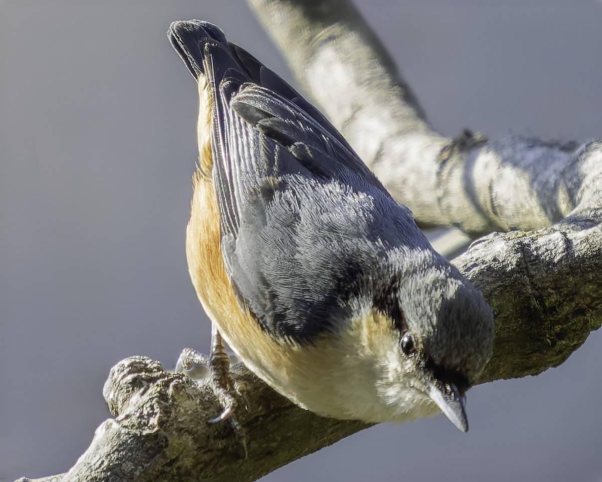 White-tailed Nuthatch - ML619672582