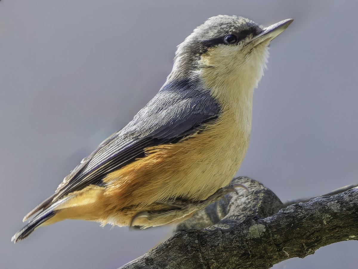 White-tailed Nuthatch - ML619672583