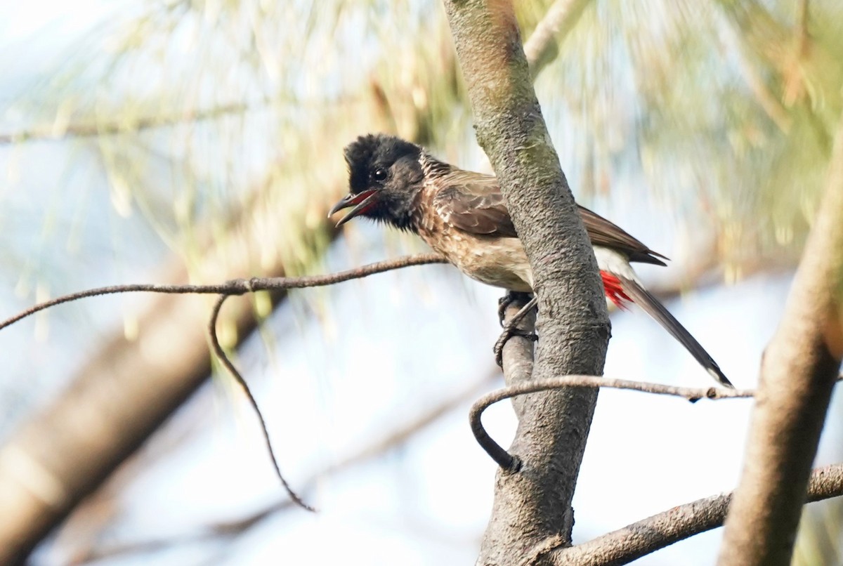 Red-vented Bulbul - ML619672608