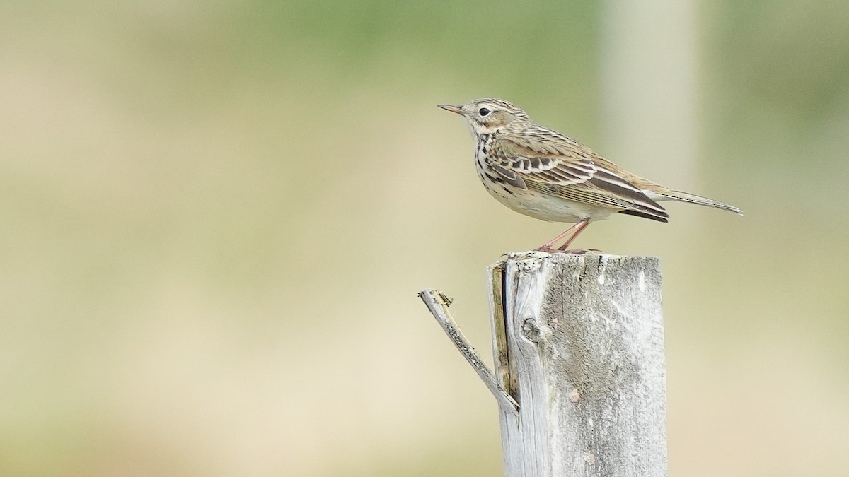 Meadow Pipit - ML619672612