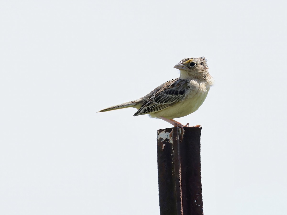 Grasshopper Sparrow - ML619672631