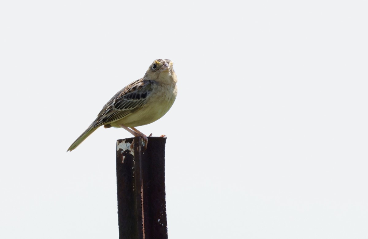 Grasshopper Sparrow - ML619672636