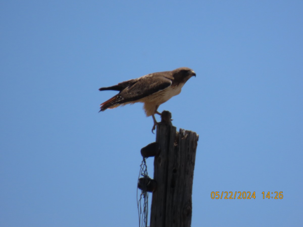 Red-tailed Hawk - ML619672662