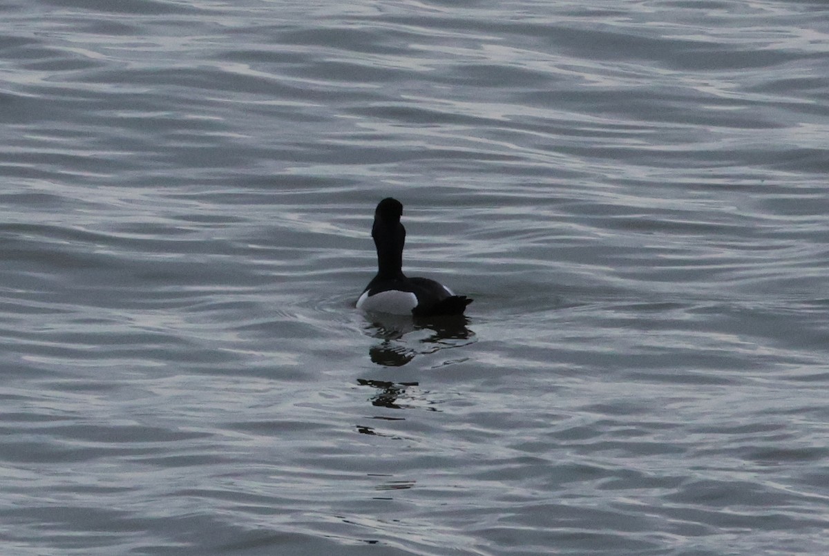 Ring-necked Duck - ML619672668