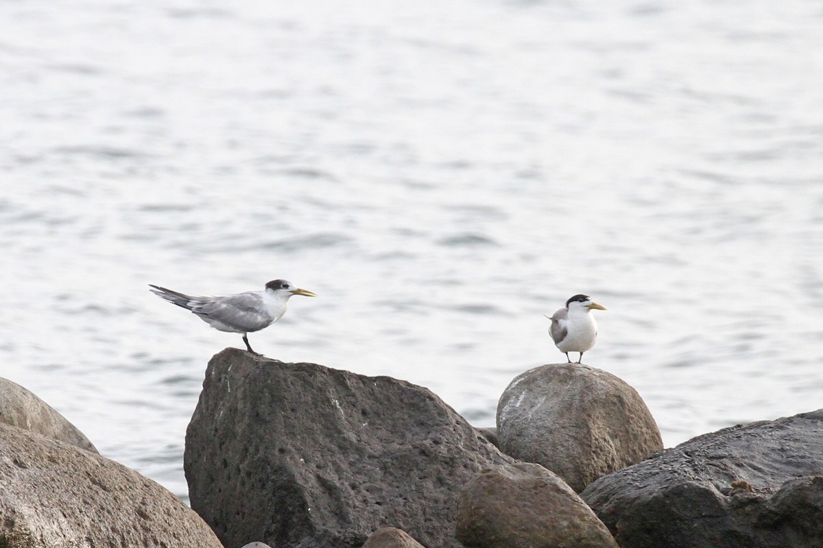 Great Crested Tern - ML619672685